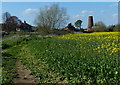 Path and oil seed rape next to the River Trent in NG23 6PH
