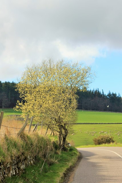 Tree on a bend in AB31 6JX