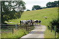 Cattle in the shade near Brook Cottage in BA1 9DE