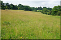 Meadow on the side of Lansdown Hill in BA1 9DE