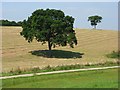 Farmland with trees, Gomeldon in SP4 6JU