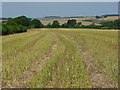 Farmland near Winterbourne Earls in SP4 6HN