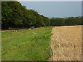 Farmland near Little Durnford in SP4 6BW