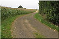 Footpath through the corn in NN13 5RS