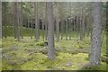 Woodland, Creag Choinnich in AB35 5YW
