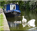 Swans on the Chesterfield Canal in DN22 9TT