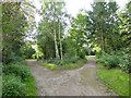 Festival Park: path junction in the woods in ST6 2NZ