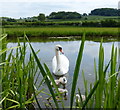 Mute swan and cygnets in DN22 9BB