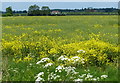 Oil seed rape next to the Chesterfield Canal in DN22 9BB