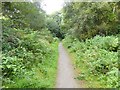 Path through the woods in NE21 4TA