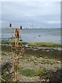 Teasels by the shore, Riverside Country Park, Rainham in ME8 7TR