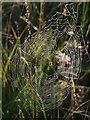 Spider's web on Hollow Moor in EX21 5XU
