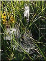 Spider's webs on Hollow Moor in EX21 5XU