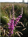 Purple Loosestrife on Chilla Moor in EX21 5XU