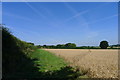 Footpath through wheat in WS15 1RH