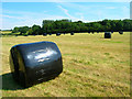 Wrapped Bales near Forge House in Etchingham