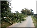 Fallen Tree Branch on Wilsic Road in DN11 9PN