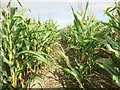 A Maize Maze? in OX33 1BY