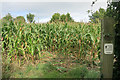 Entering the Maize in OX33 1BY