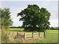 Tree in a field, Warren Farm in OX33 1BY