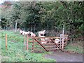 Sheep trying to escape the rain in BB7 4DJ