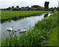 Family of mute swans on the Chesterfield Canal in DN10 4FG