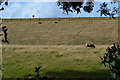 Sheep grazing on the banks of The Queen Mother Reservoir in SL3 9PD