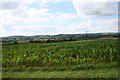 Maize Field near Peg's Farm in HR8 1NG