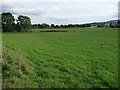Trees and hedge along a field boundary in DL8 5EZ