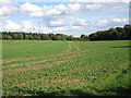 Field of oilseed rape in Potter Hanworth