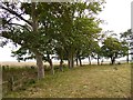 Plane trees in Snave churchyard in Brenzett