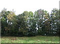 Woodland beside Eastway in PR2 8WD