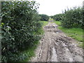 Bramley orchard east of Wisbech in PE14 7BA