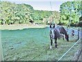 Rempstone, horse grazing in BH20 5JH