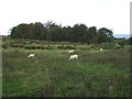 Sheep grazing east of Tosside in BD23 4SE