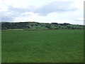 Grazing north east of Rathmell in BD24 0LG