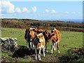 Cattle near south-west coast path in TR19 6LF
