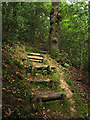 Steps up through Sheldon Copse in EX6 7LA
