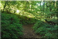 Footpath through Oaktrow Wood in TA24 7UF