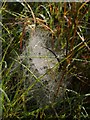Tangle web on Hollow Moor in EX21 5XU