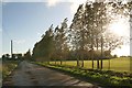 Young poplars in Chapel Lane, Addlethorpe in Addlethorpe