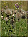 Thistles in NR12 7AZ
