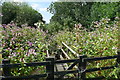 Weed-choked sluice on the Trent and Mersey Canal in WS15 3JS