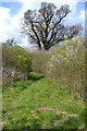 Informal path heads through native tree planting, southeast Coventry in CV3 4FE