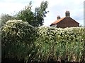 Russian vine, north bank, Stainforth & Keadby Canal in DN7 5AP