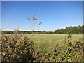 Riverside Meadow near Shiplake in RG9 4BS