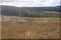 Wet moorland above Bridge of Cally in PH10 7JJ
