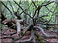 Dead tree by a path in Bossenden Wood, Dunkirk in ME13 9LR