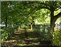 Tree lined path through Gilroes Cemetery in LE3 9EL