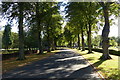 Tree lined driveway at Gilroes Cemetery in LE3 9EL